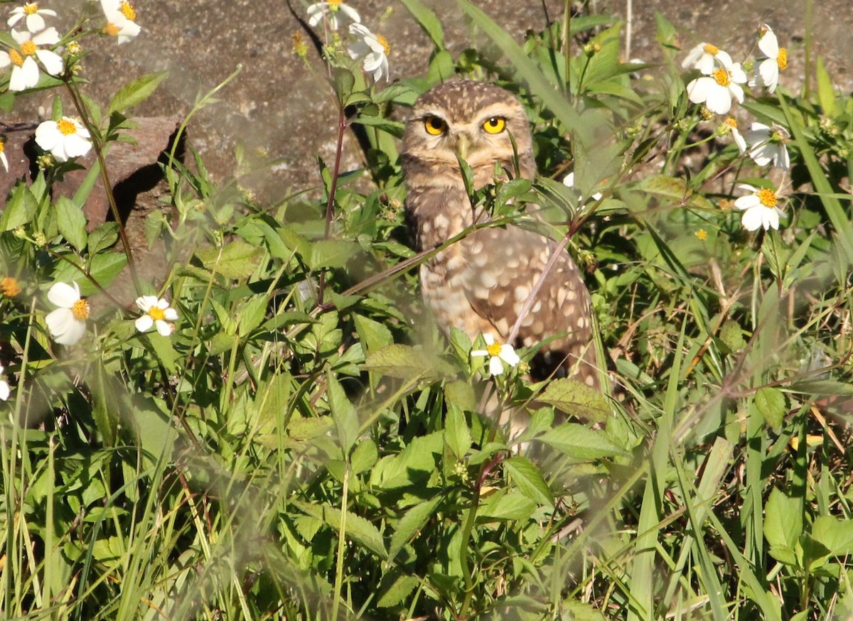 Burrowing Owl - ML620575337