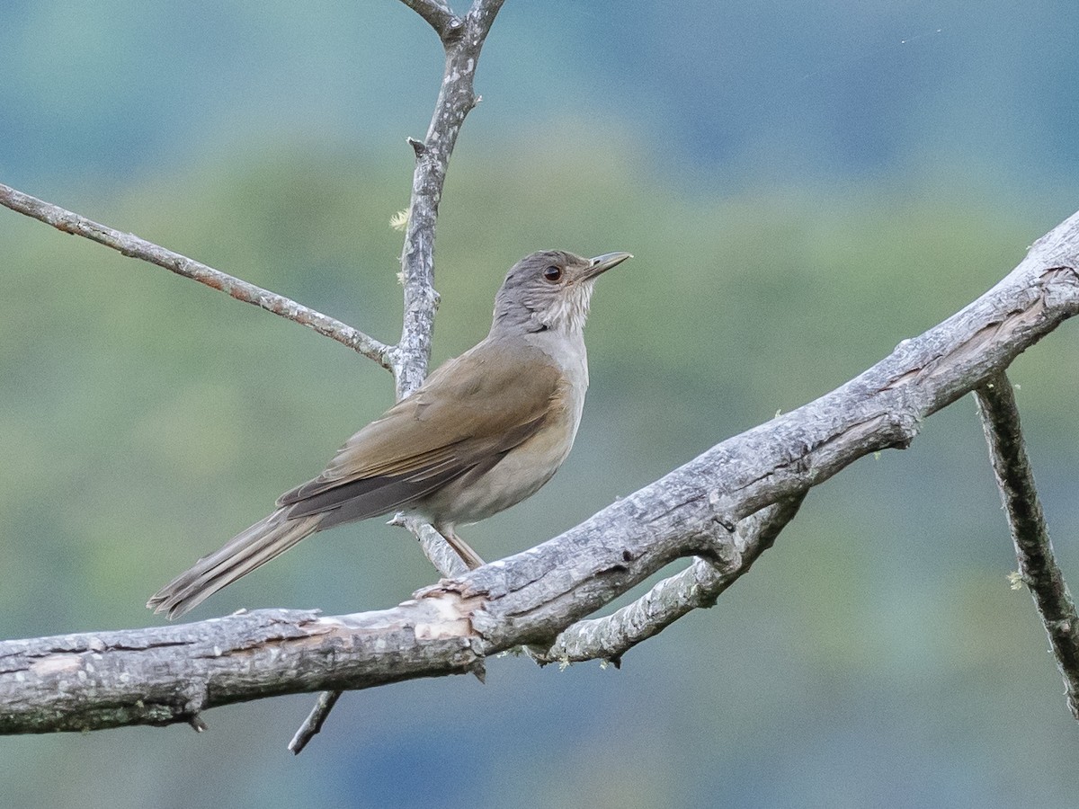Pale-breasted Thrush - ML620575340