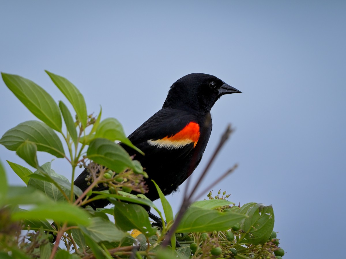 Red-winged Blackbird - ML620575341