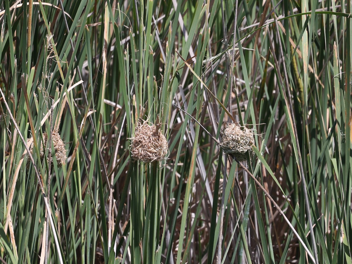 Black-headed Weaver - ML620575344