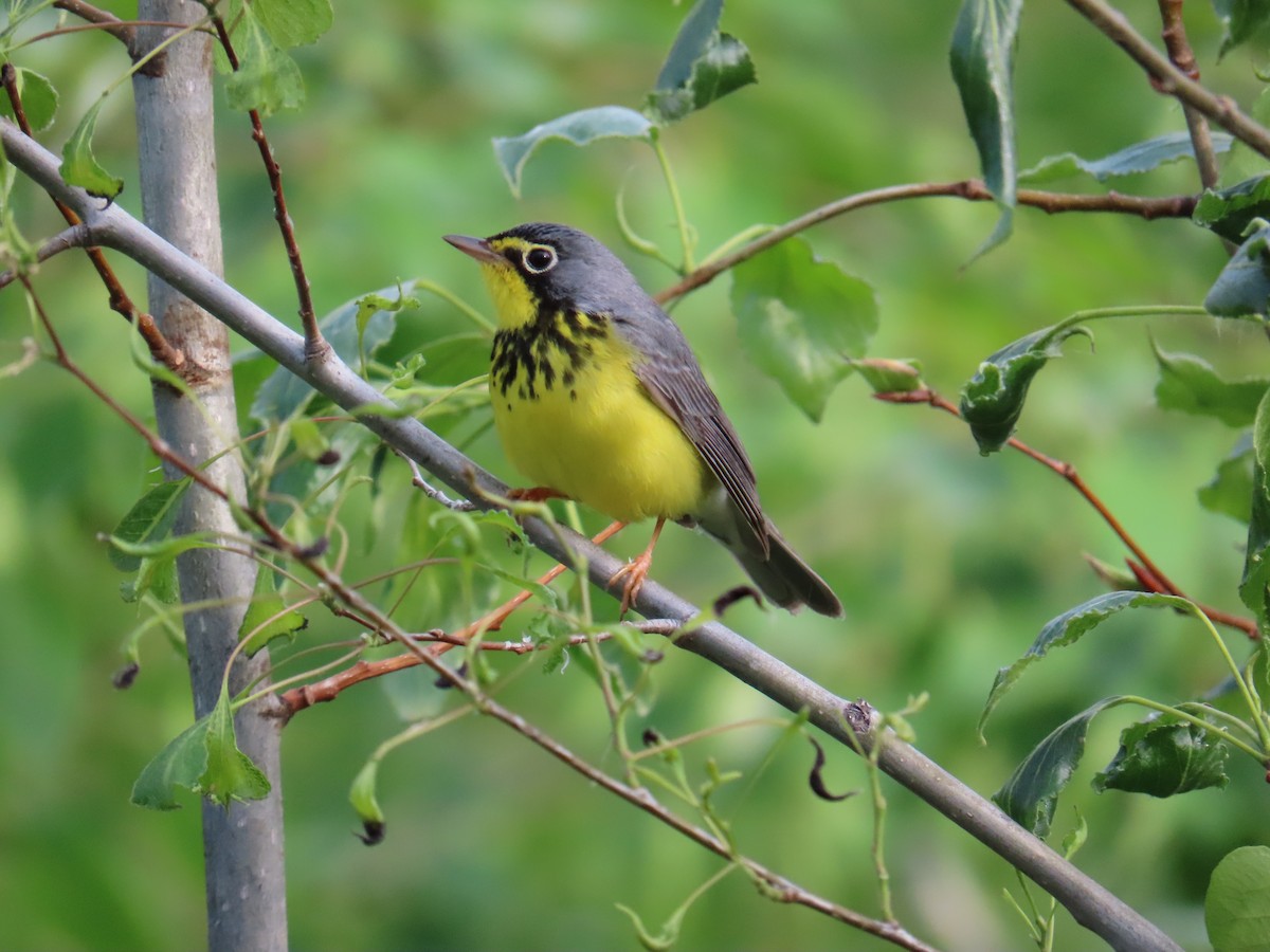 Canada Warbler - ML620575373