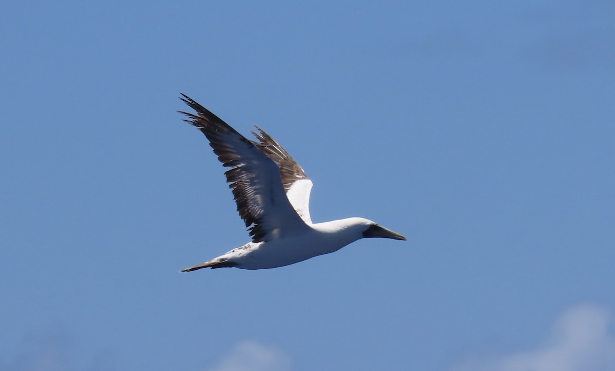 Masked Booby - ML620575374