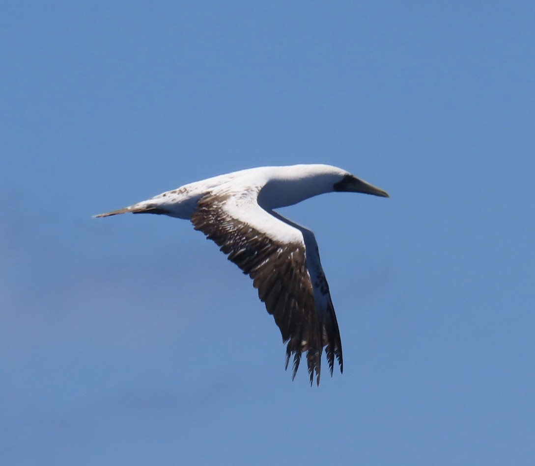 Masked Booby - ML620575375