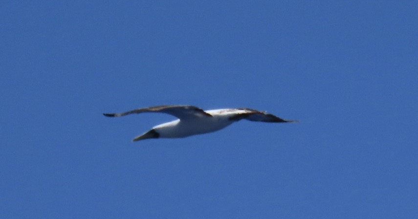 Masked Booby - ML620575376