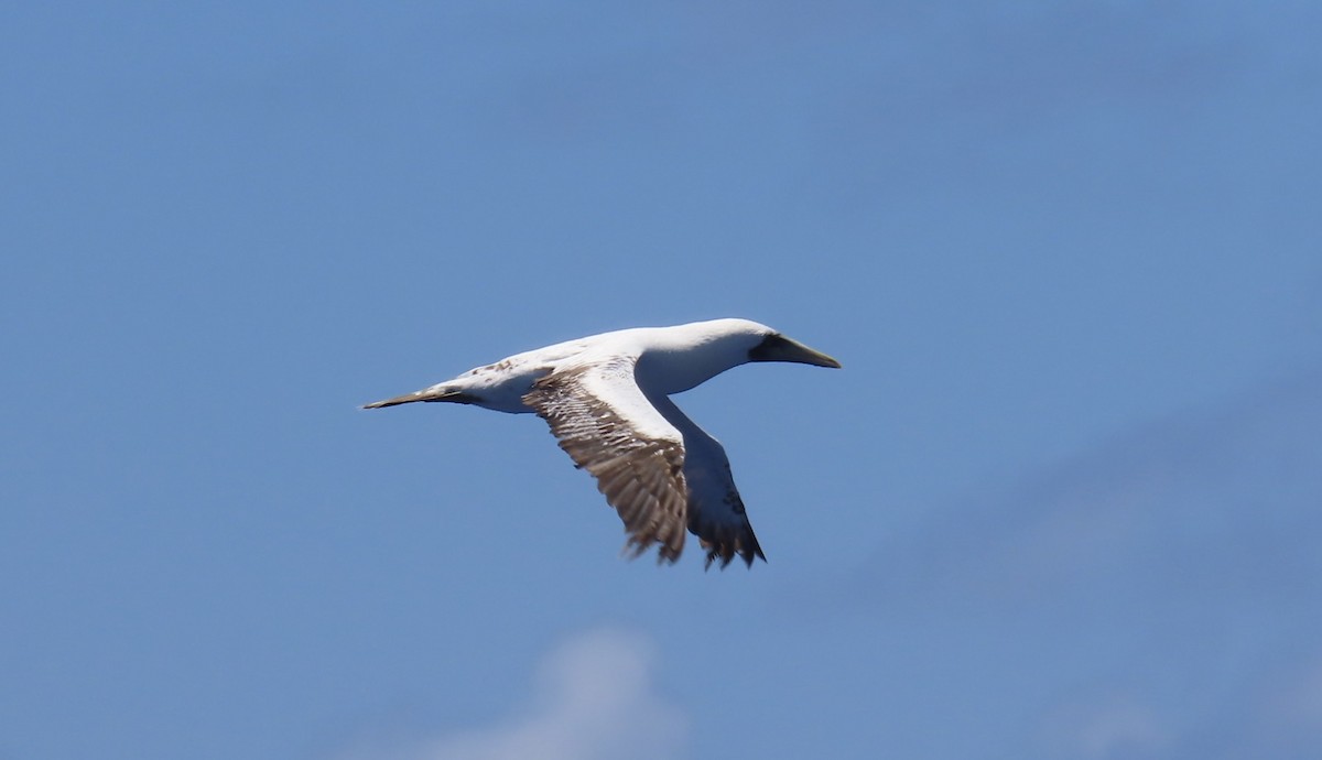 Masked Booby - ML620575377