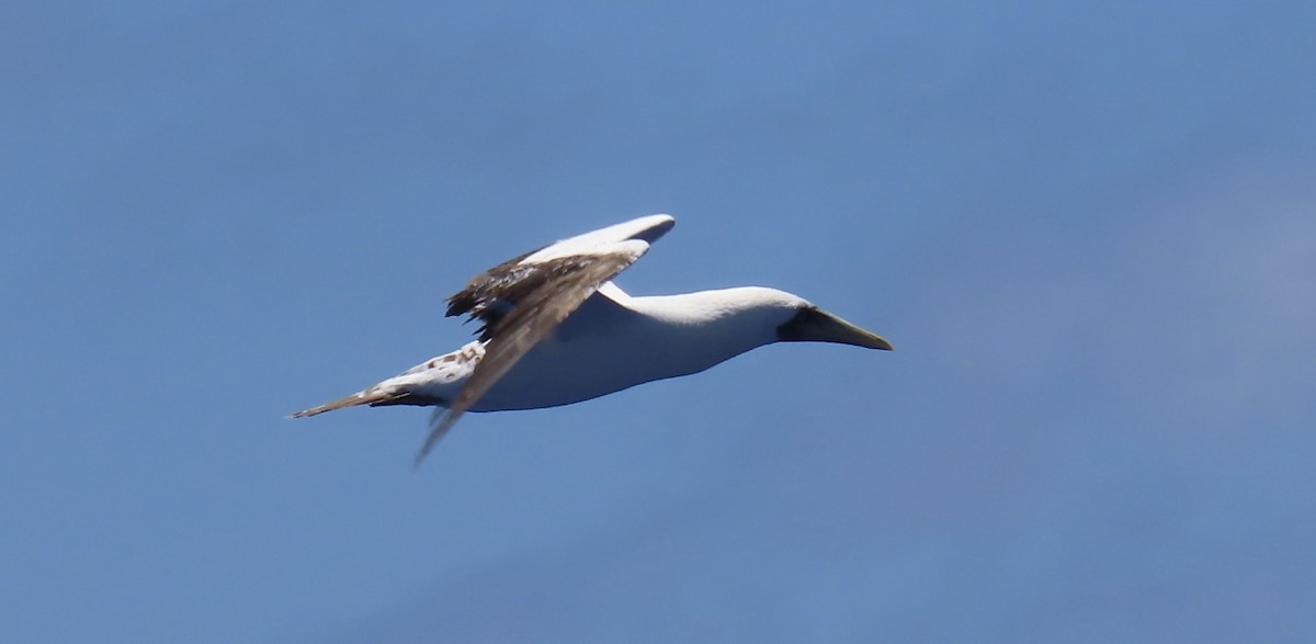 Masked Booby - ML620575378