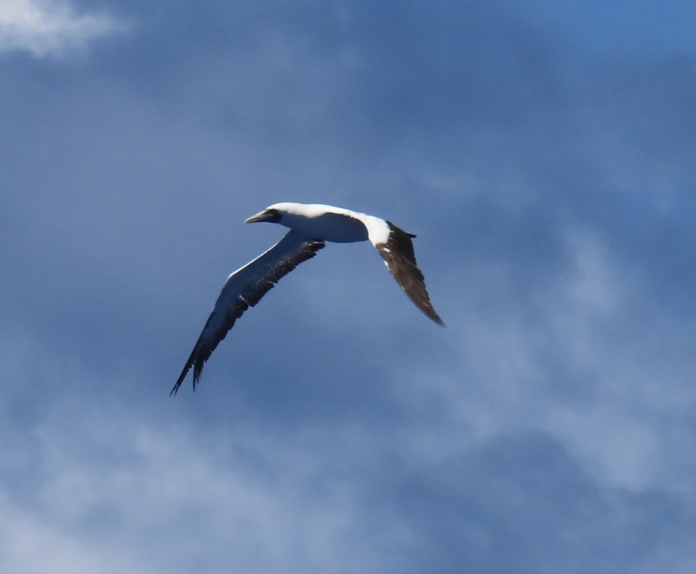 Masked Booby - ML620575379
