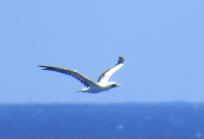 Masked Booby - ML620575380