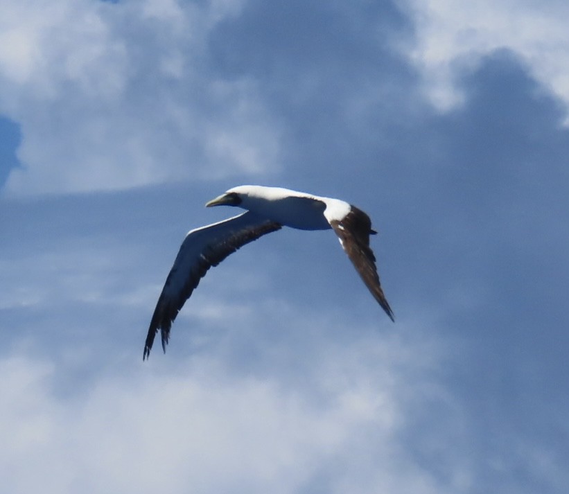 Masked Booby - ML620575381