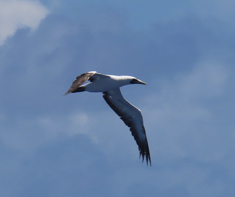 Masked Booby - ML620575382