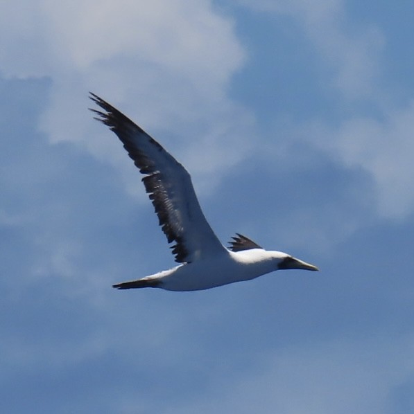 Masked Booby - ML620575385