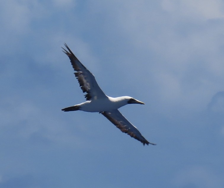 Masked Booby - ML620575386