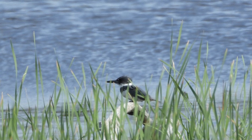 Belted Kingfisher - ML620575394