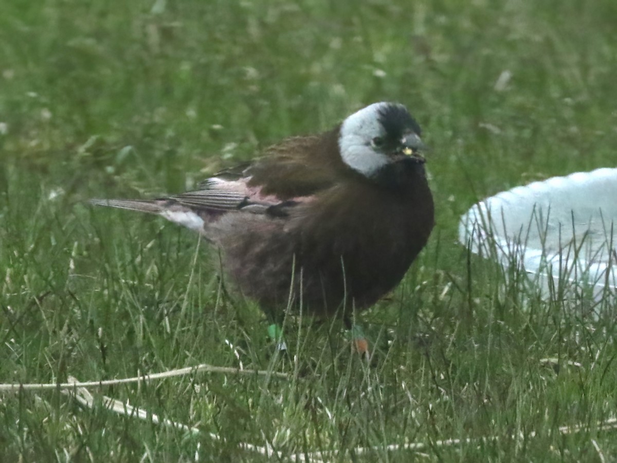 Gray-crowned Rosy-Finch (Pribilof Is.) - ML620575403