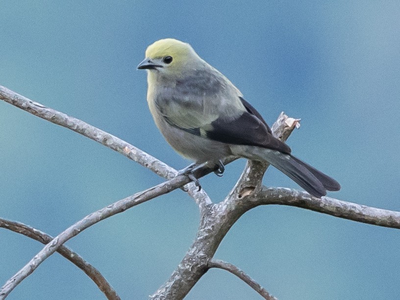 Palm Tanager - ML620575404