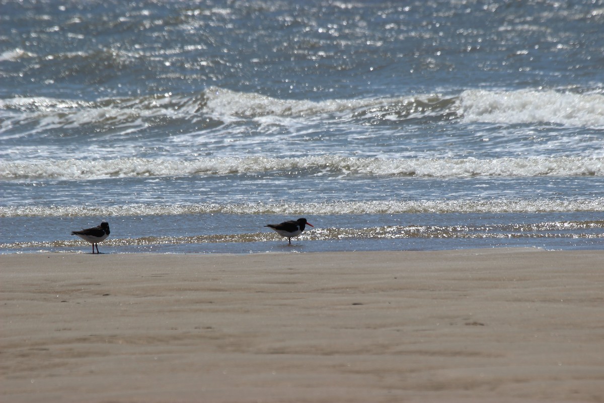 Eurasian Oystercatcher - ML620575406