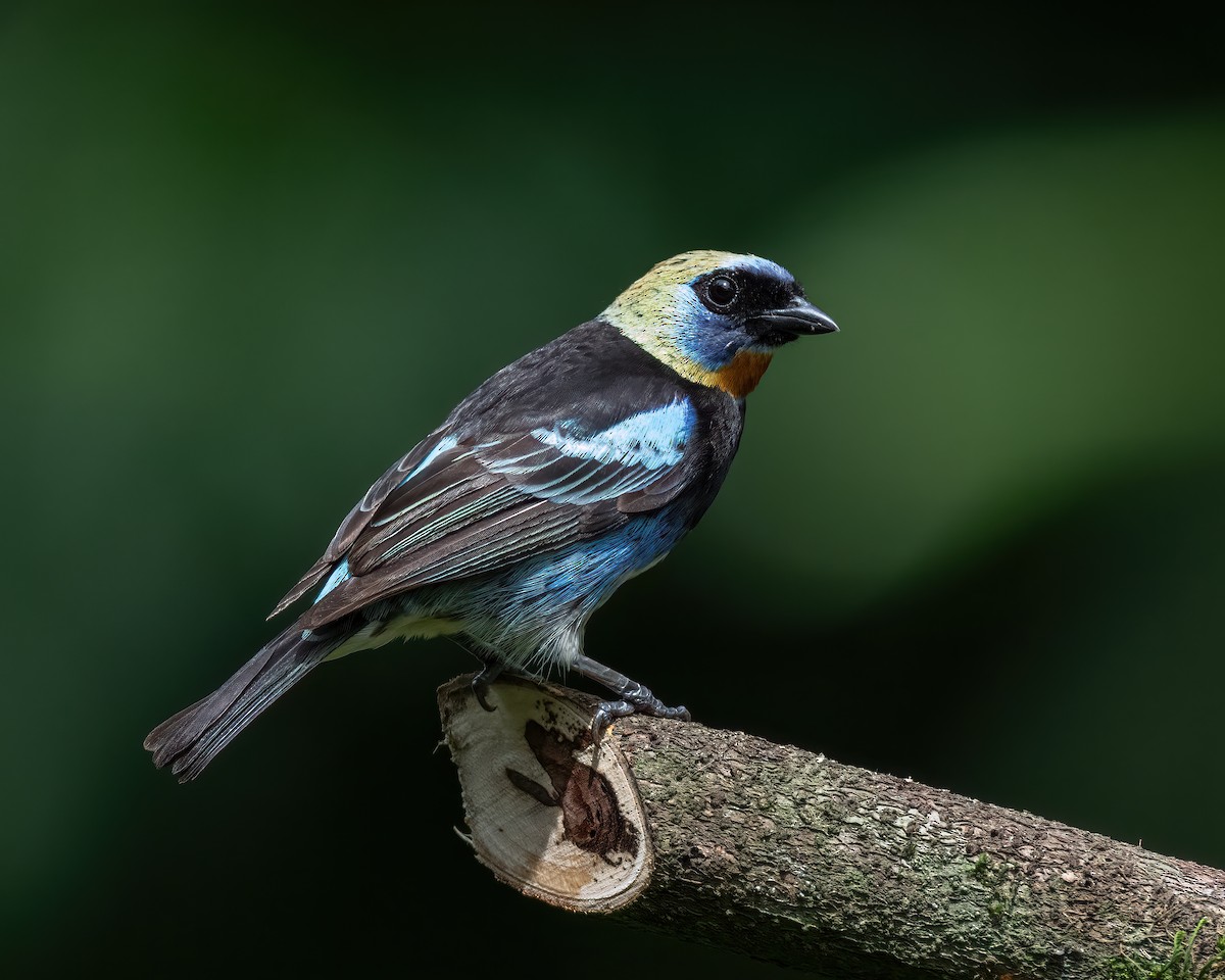 Golden-hooded Tanager - Kelly and John Casey