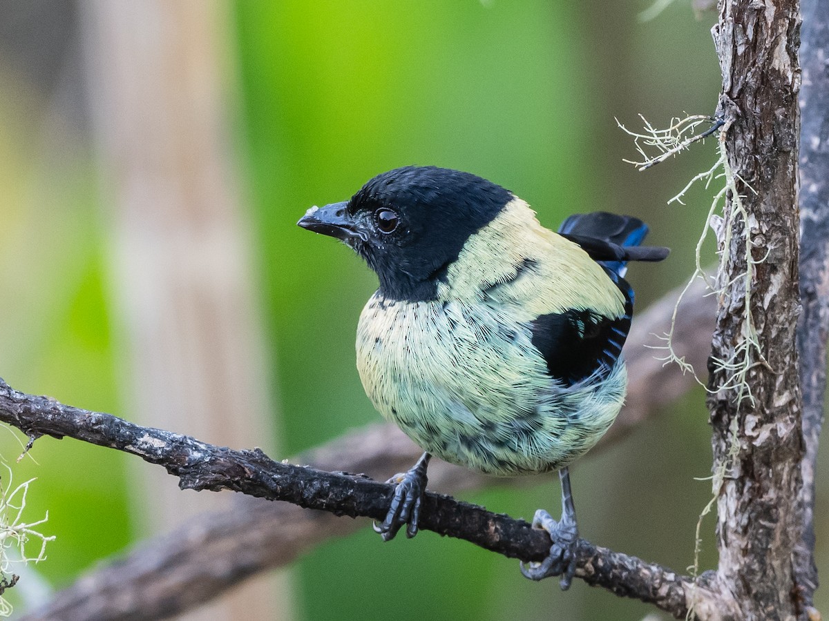 Black-headed Tanager - ML620575413
