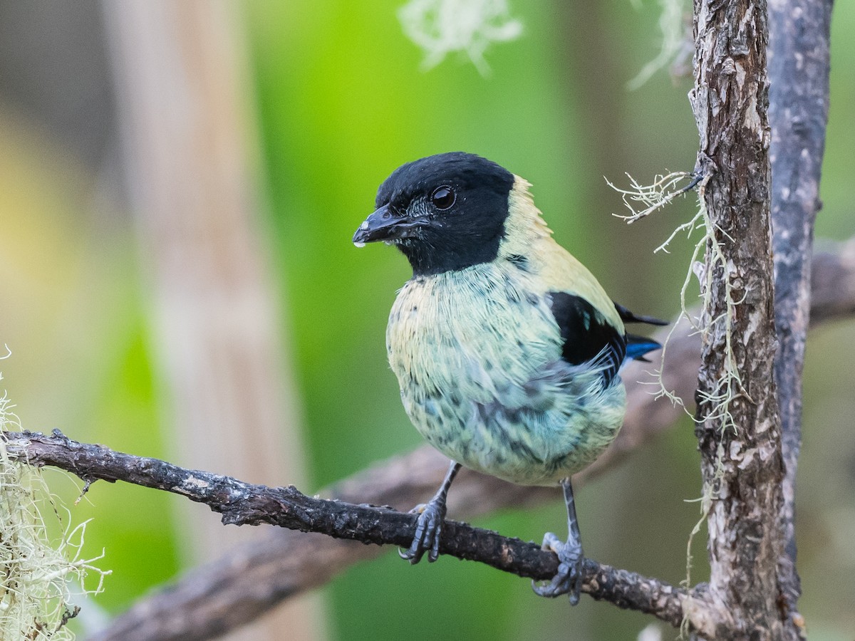 Black-headed Tanager - ML620575414