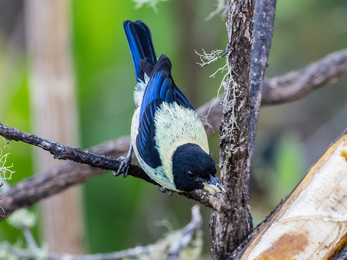 Black-headed Tanager - ML620575415