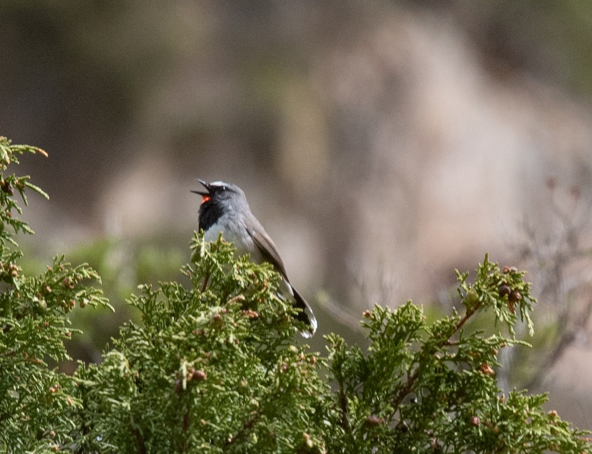 Himalayan Rubythroat - ML620575423