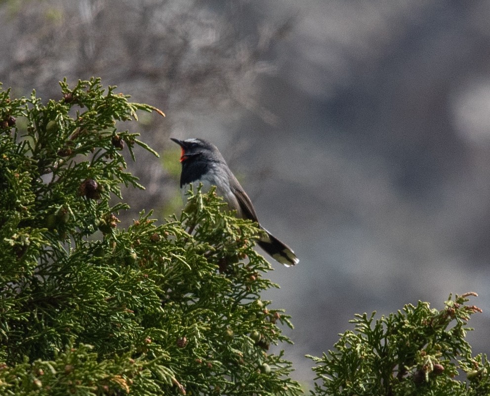 Himalayan Rubythroat - ML620575425