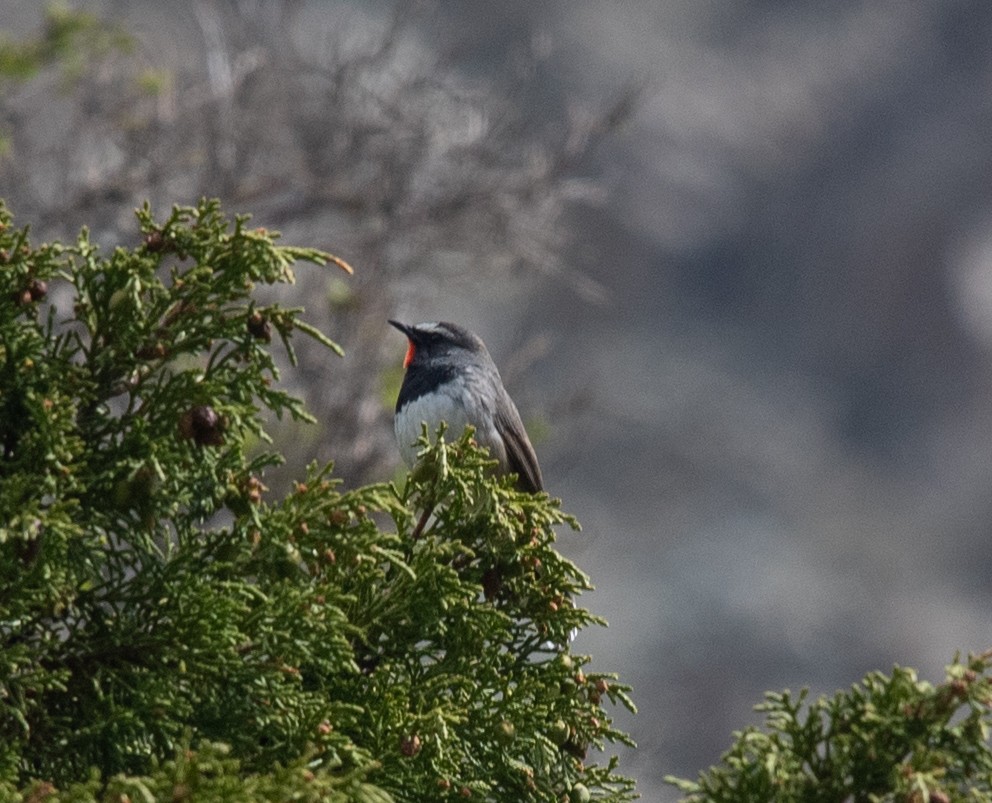 Himalayan Rubythroat - ML620575426