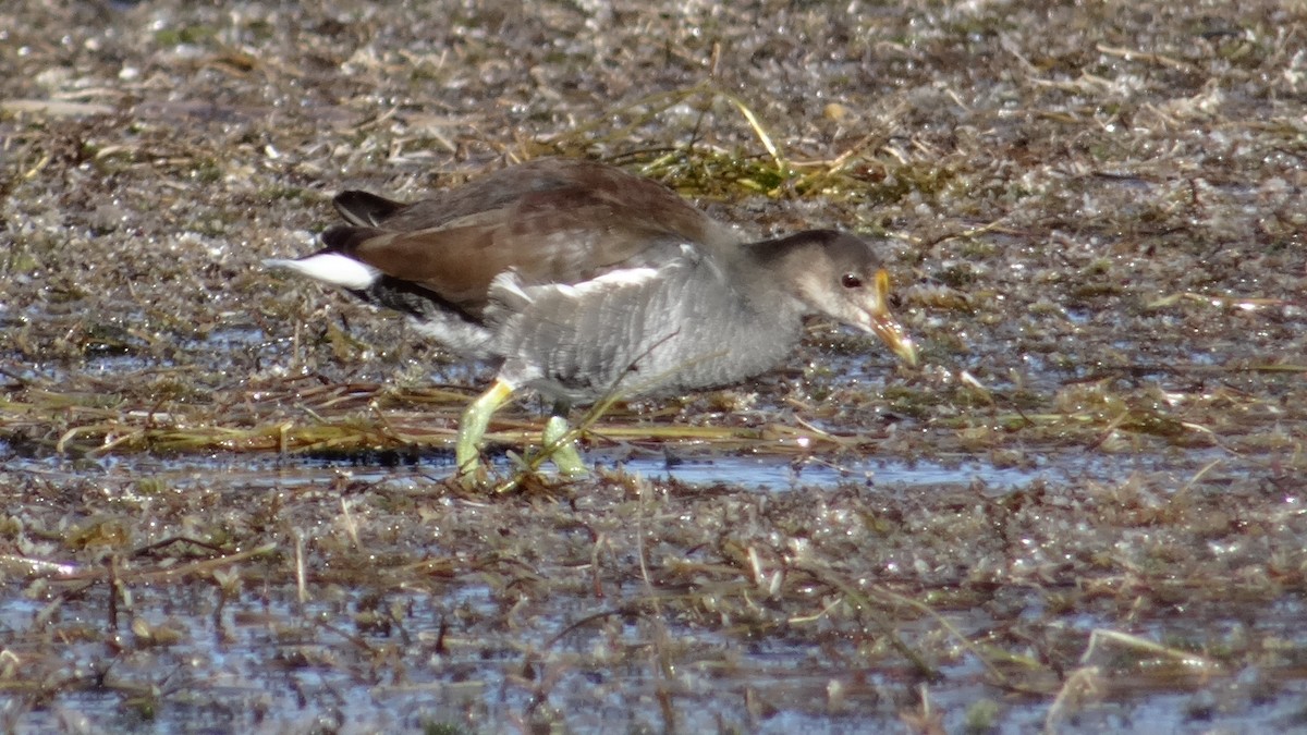 Common Gallinule (American) - Javier  Estrada