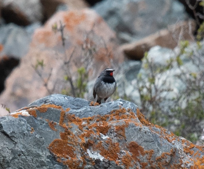 Himalayan Rubythroat - Clive Harris