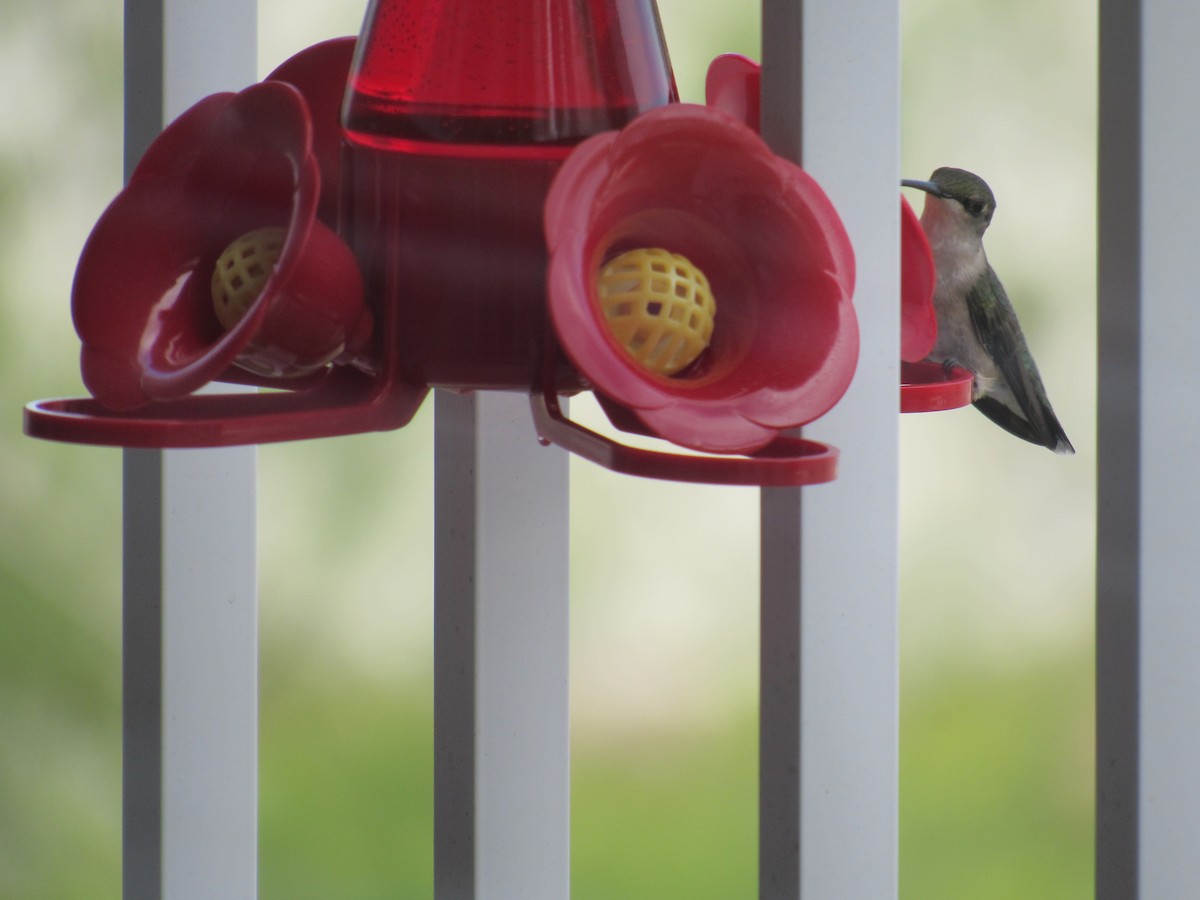 Ruby-throated Hummingbird - ML620575471
