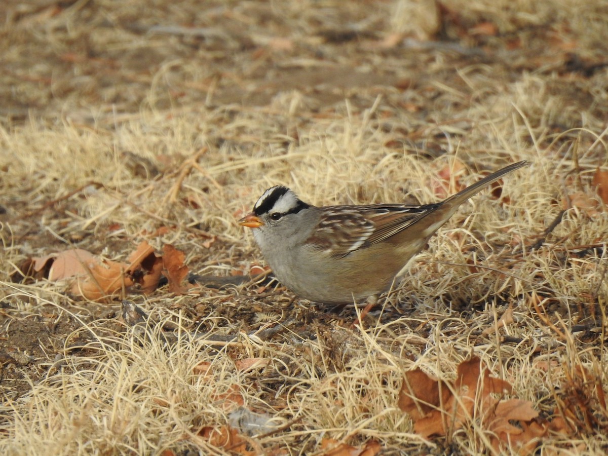 White-crowned Sparrow (Gambel's) - ML620575474