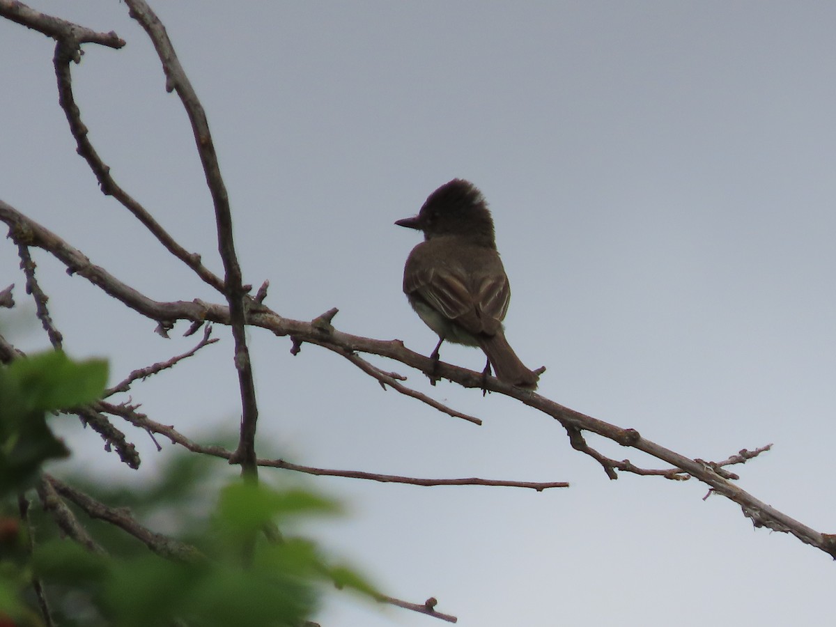 Eastern Phoebe - ML620575482