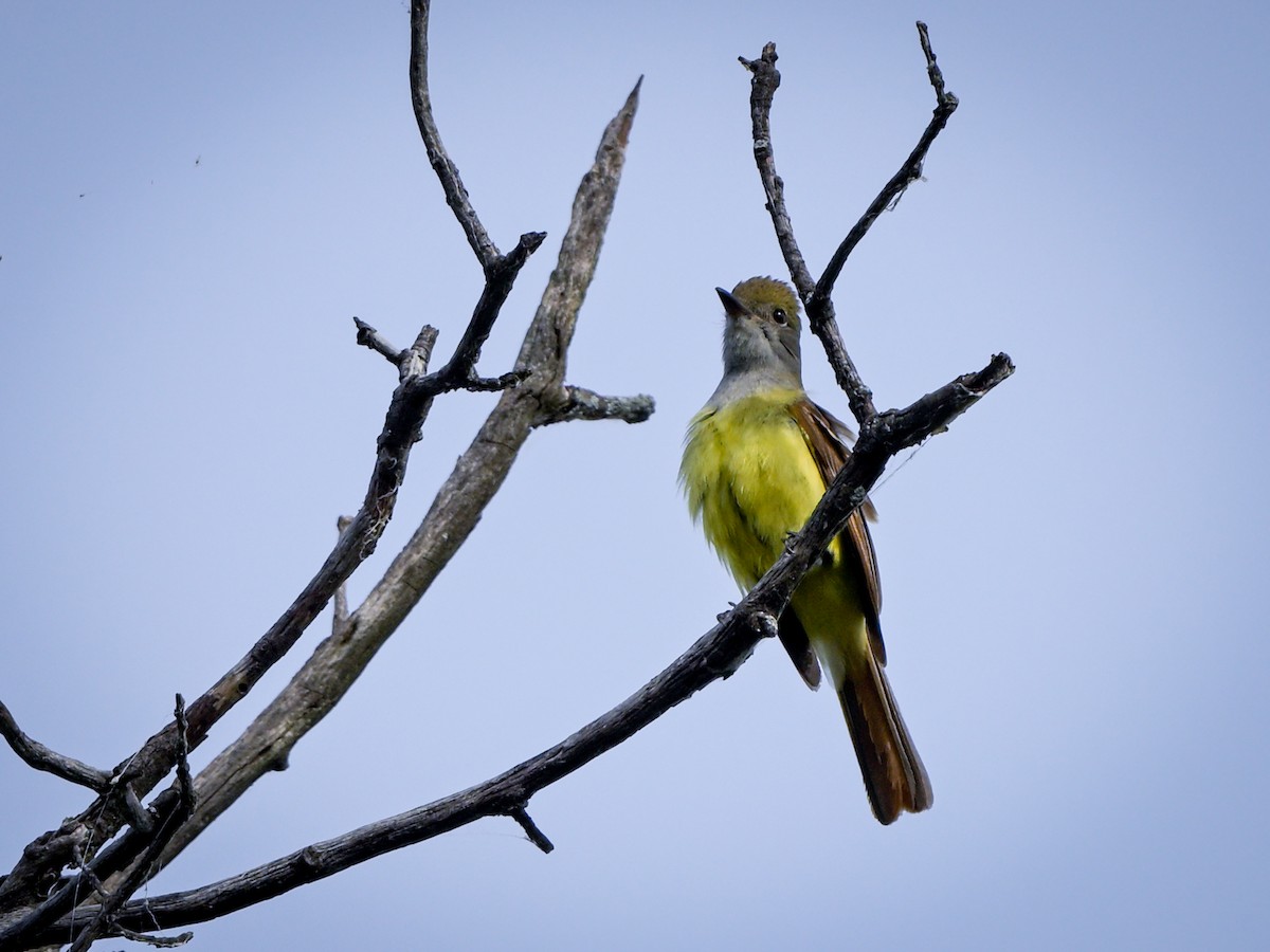 Great Crested Flycatcher - ML620575483