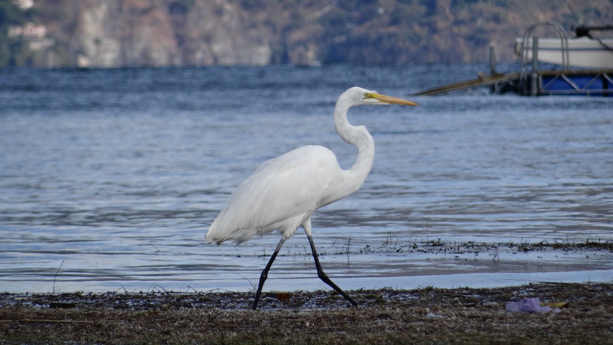 Great Egret (American) - Javier  Estrada