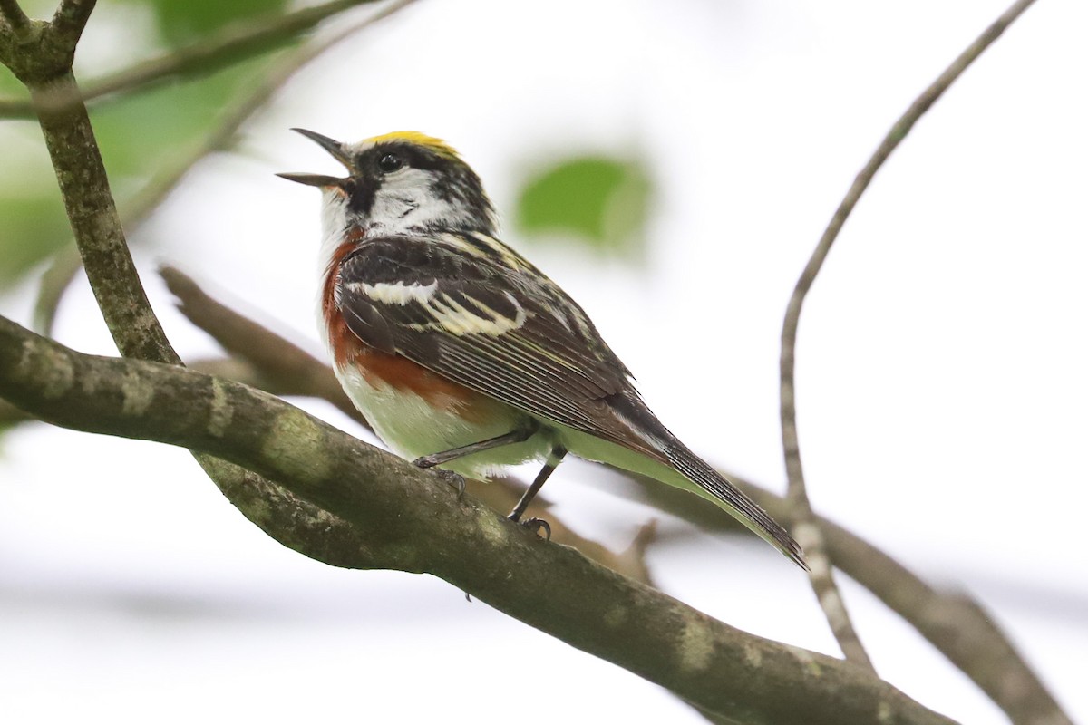 Chestnut-sided Warbler - ML620575497