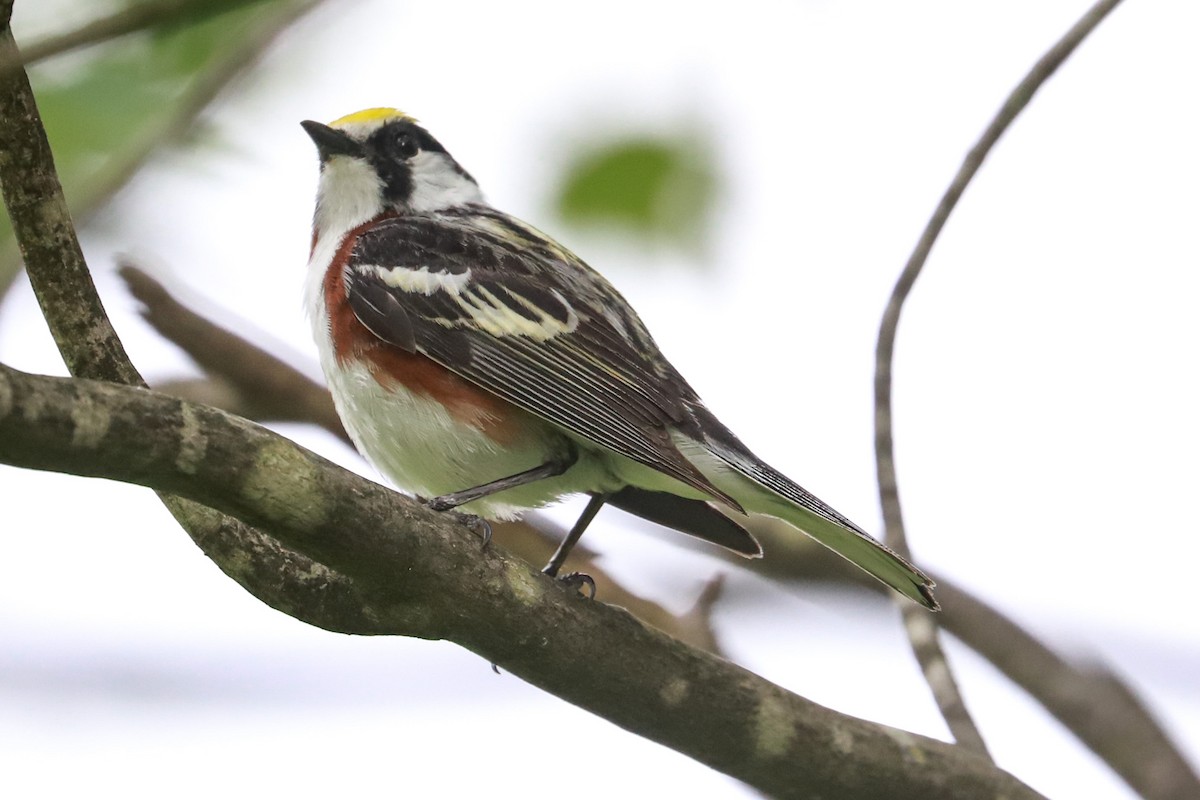 Chestnut-sided Warbler - ML620575499