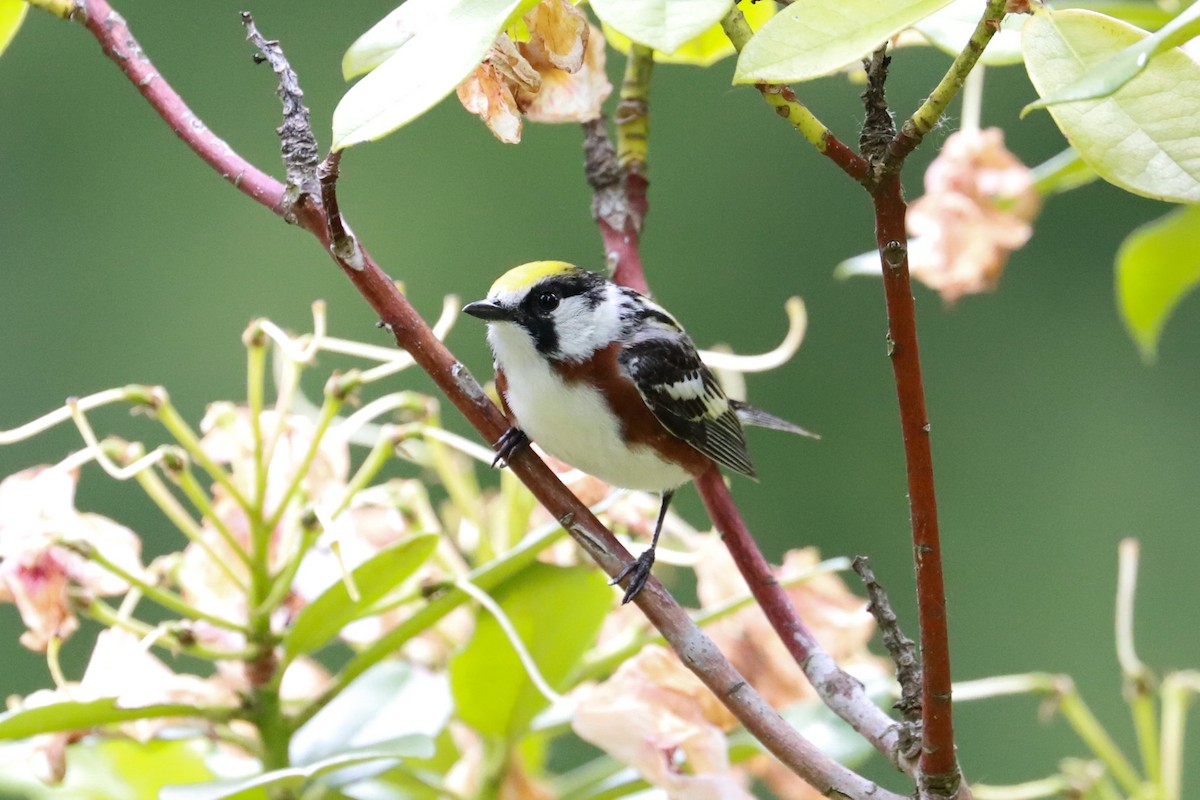 Gelbscheitel-Waldsänger - ML620575501