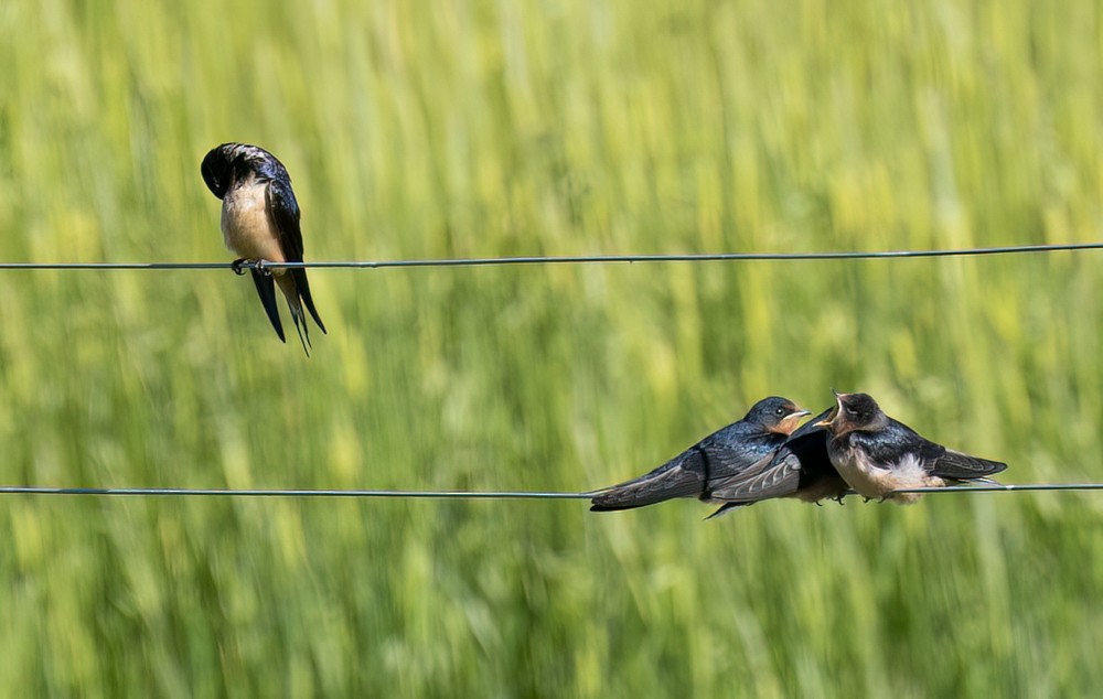 Barn Swallow - ML620575505