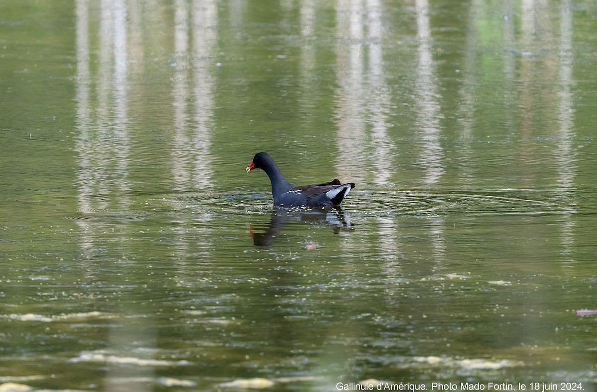 Common Gallinule - ML620575522