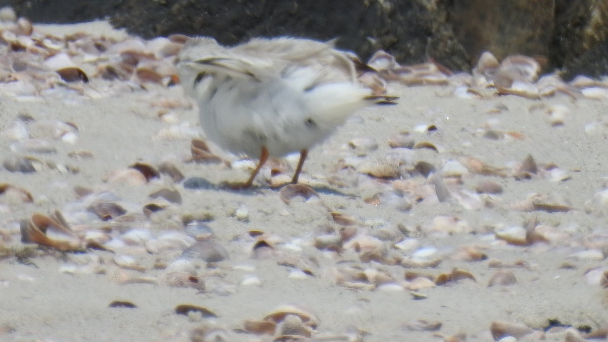 Piping Plover - ML620575529