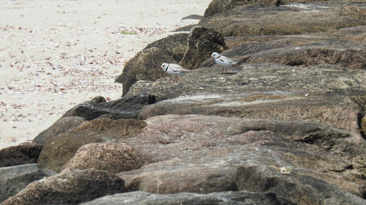 Piping Plover - ML620575530