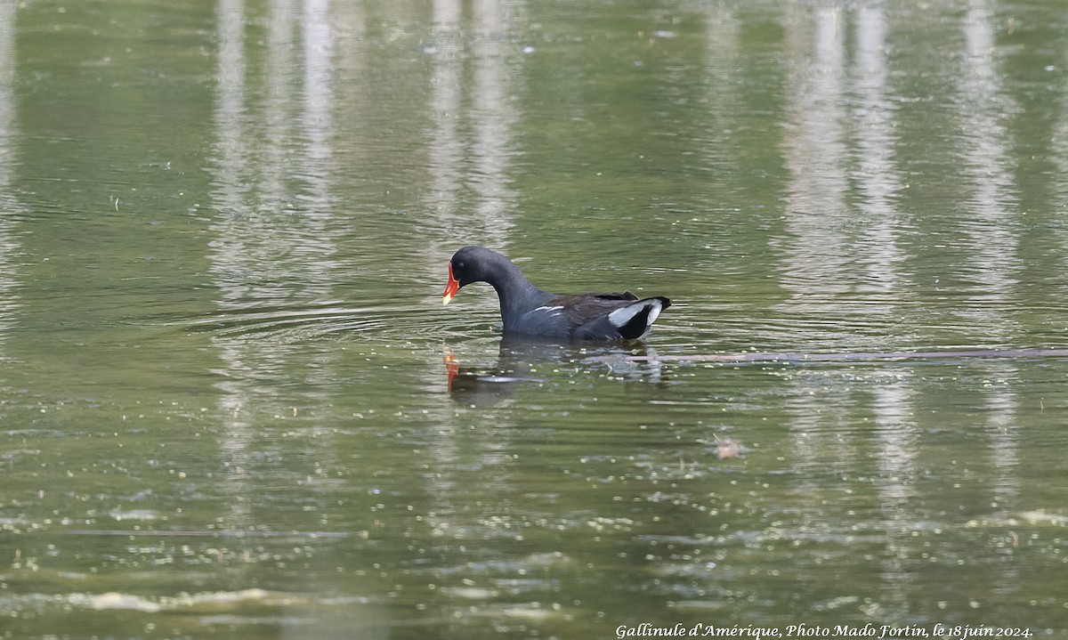 Common Gallinule - ML620575537