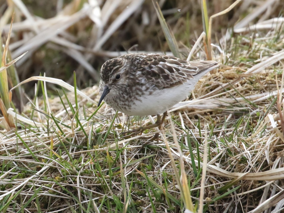 pygmésnipe - ML620575541