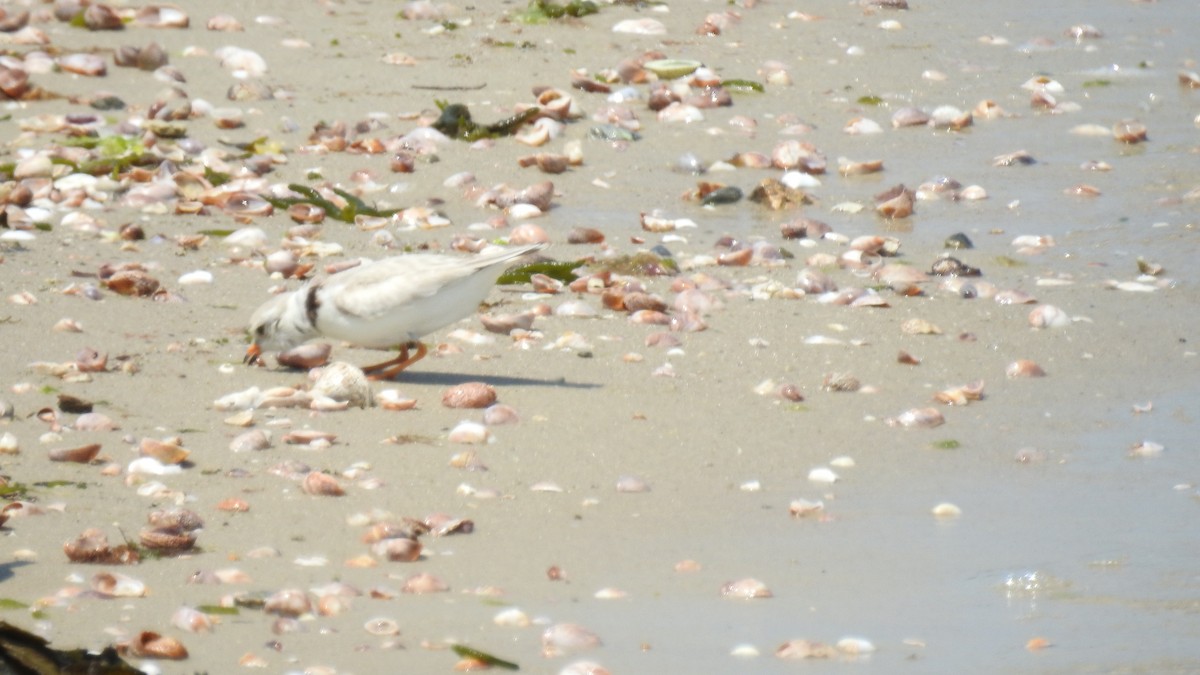 Piping Plover - ML620575543