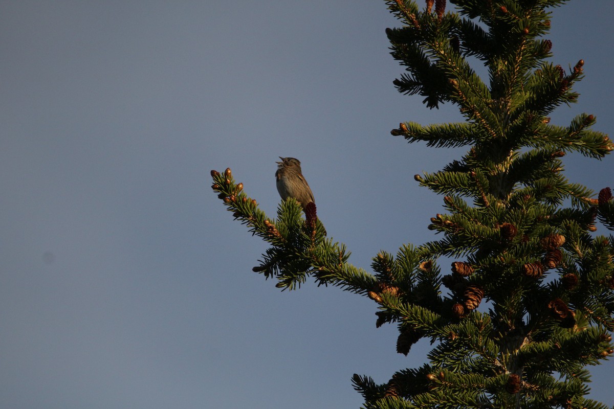 Lincoln's Sparrow - ML620575544