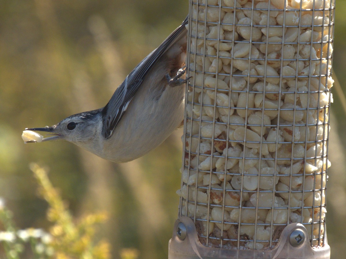 White-breasted Nuthatch - ML620575547