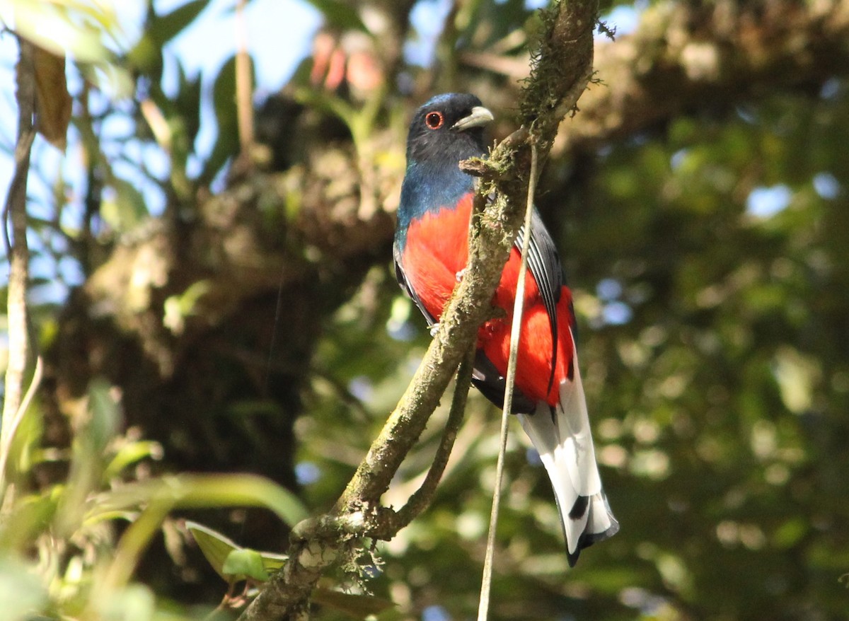 trogon surucua - ML620575548