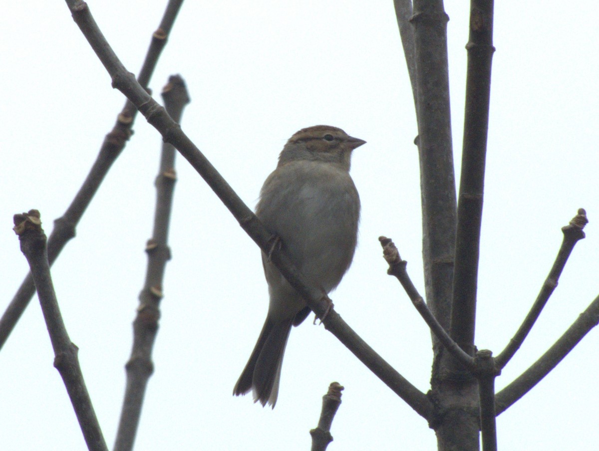 Chipping Sparrow - ML620575551