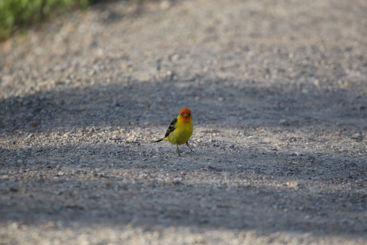 Western Tanager - ML620575552