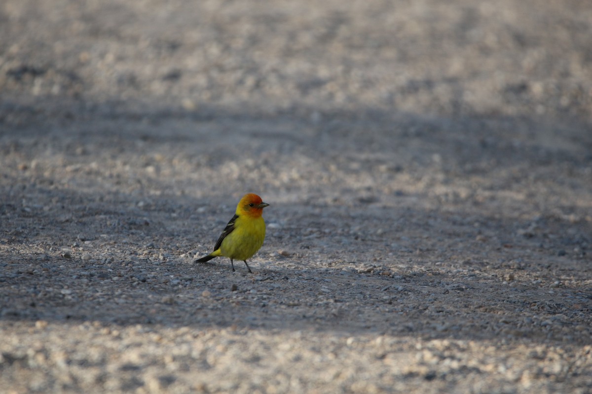 Western Tanager - ML620575555